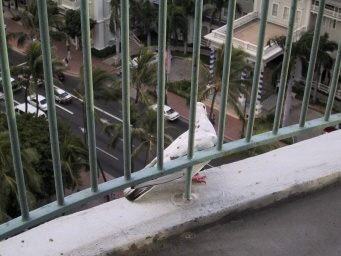 IMG_5423PigeonOnBalcony-Sep24-2001.jpg
