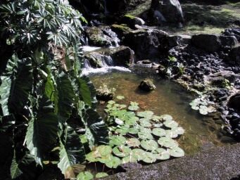 IMG_5575Hilo-NaniMauGardens-HawaiiCruise-Sep2001.jpg