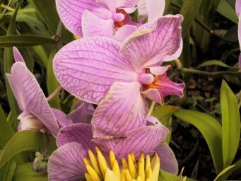 IMG_5577Hilo-NaniMauGardens-Orchids-HawaiiCruise-Sep2001.jpg