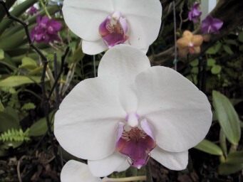 IMG_5578Hilo-NaniMauGardens-Orchids-HawaiiCruise-Sep2001.jpg