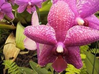 IMG_5579Hilo-NaniMauGardens-Orchids-HawaiiCruise-Sep2001.jpg