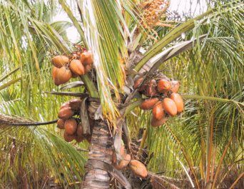 IMG_5787Coconuts-MauiTropicalPlantation--HawaiiCruise-Sep2001.jpg