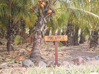 IMG_5788Pineapple-MauiTropicalPlantation--HawaiiCruise-Sep2001.jpg