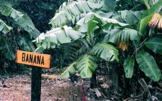 IMG_5797Banana-MauiTropicalPlantation--HawaiiCruise-Sep2001.jpg