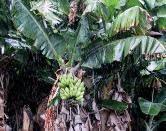 IMG_5798Bananas-MauiTropicalPlantation--HawaiiCruise-Sep2001.jpg