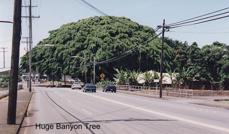 banyontree.jpg