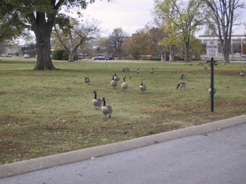 ParthenonGeese-Nashville-Nov2000.jpg