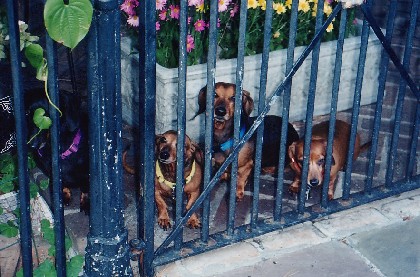 038-CagedPuppies.jpg