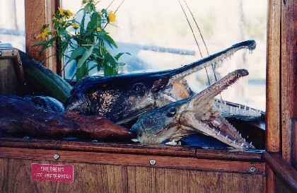 045-SwampTourBoat.jpg