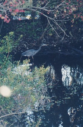 050-Bayou-Heron.jpg