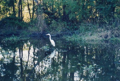 052-BayouEgret.jpg