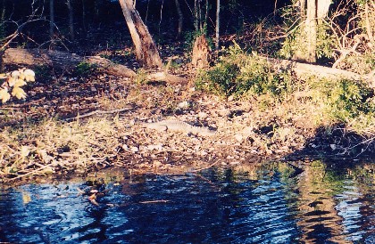 053-Alligator.jpg