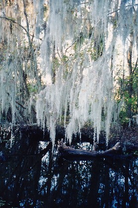 054-Bayou-SpanishMoss.jpg