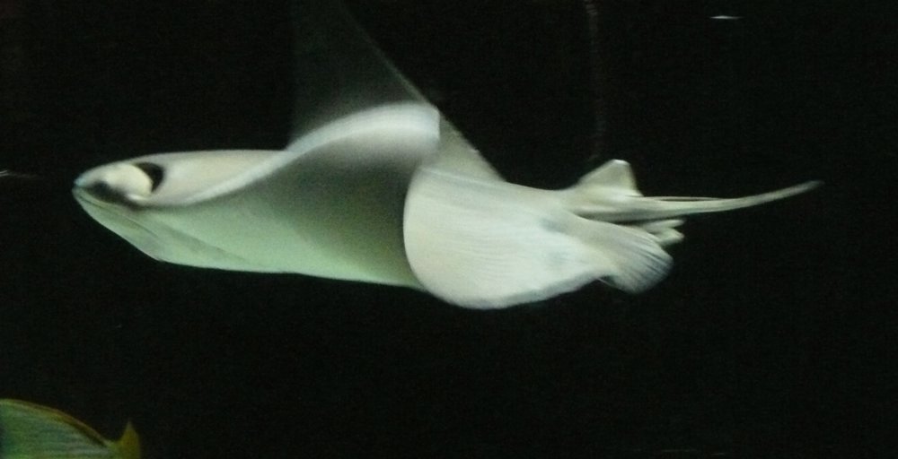 P1000798.JPG