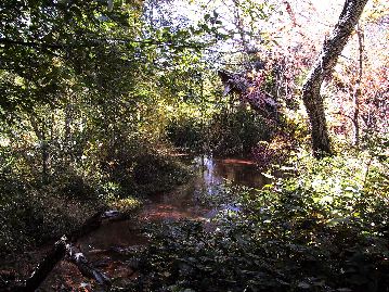 IMG_6317Swamp--CathedralRock-Sedona-Nov2001.jpg